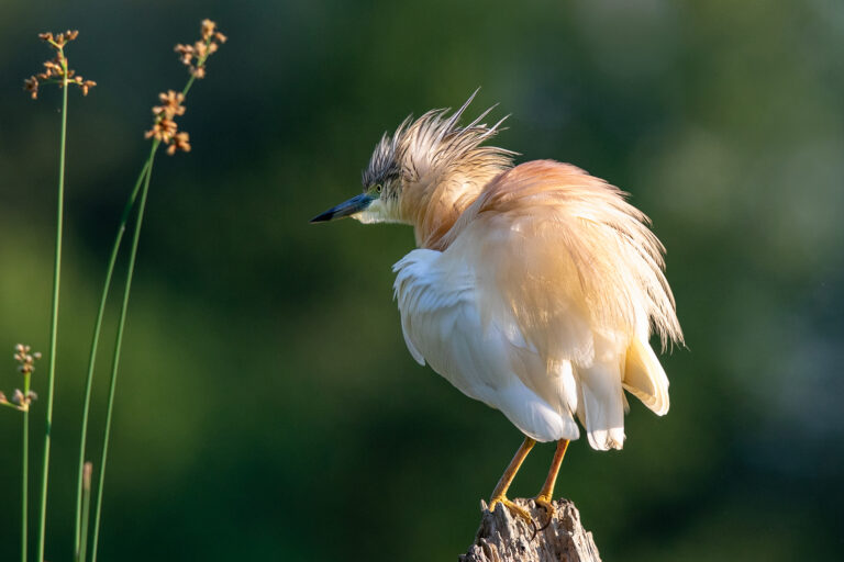 MARIO CIONI - Squacco-heron-Mario-Cioni